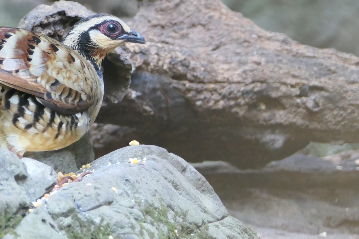 Bar-backed Partridge - ML623905137