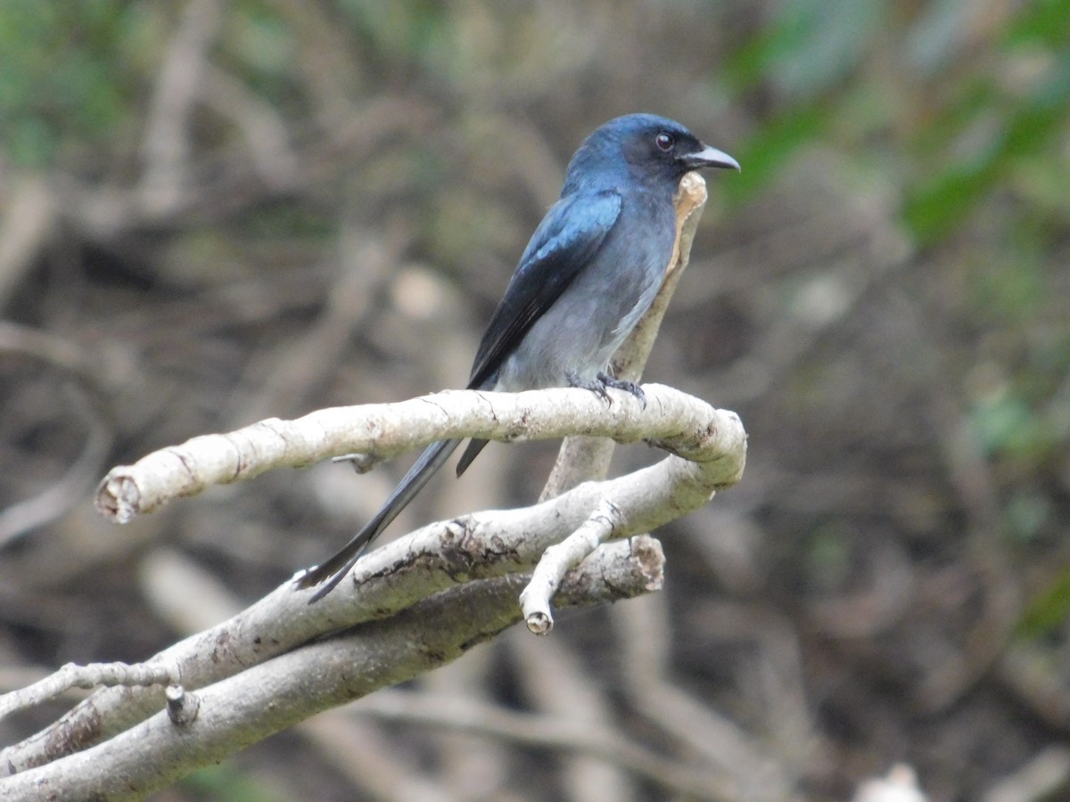 Drongo Ventriblanco - ML623905140