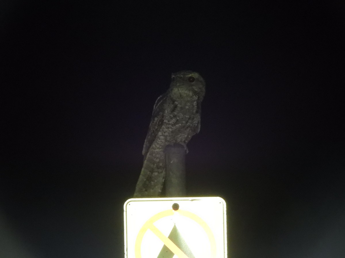 Papuan Frogmouth - ML623905144
