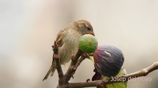 Spanish Sparrow - ML623905151