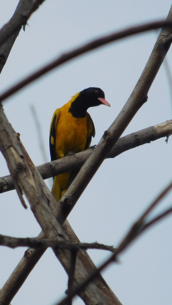 Black-hooded Oriole - ML623905152