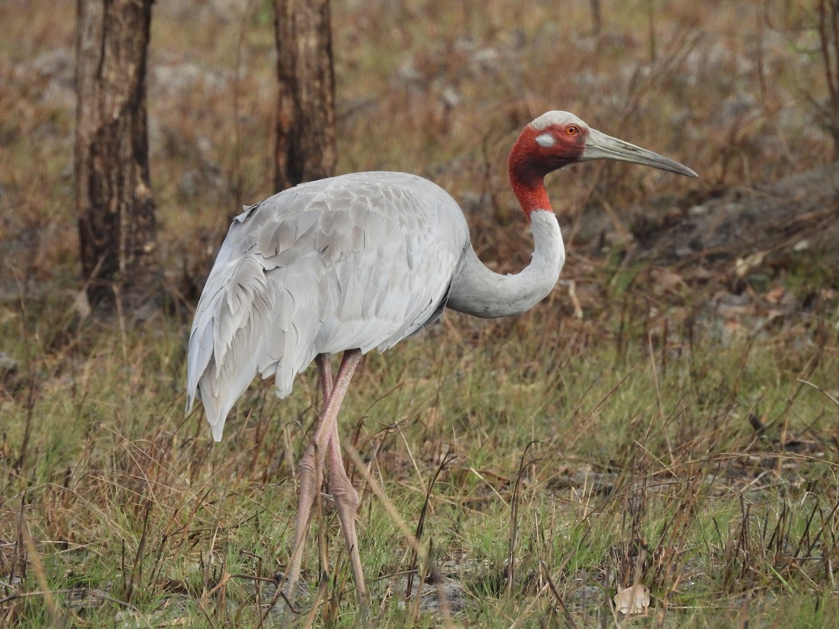 Sarus Turnası - ML623905155