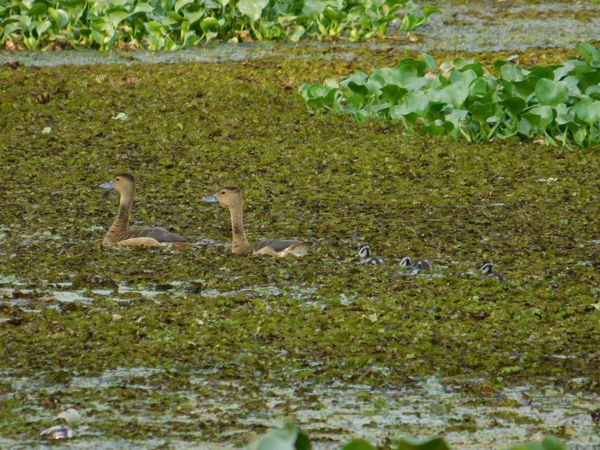 Dendrocygne siffleur - ML623905162