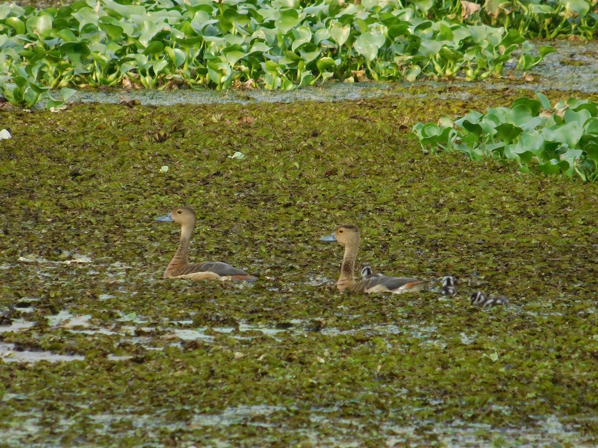 Dendrocygne siffleur - ML623905163