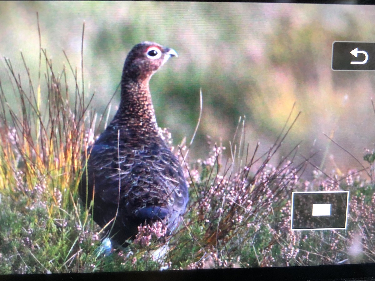 Willow Ptarmigan (Red Grouse) - ML623905164