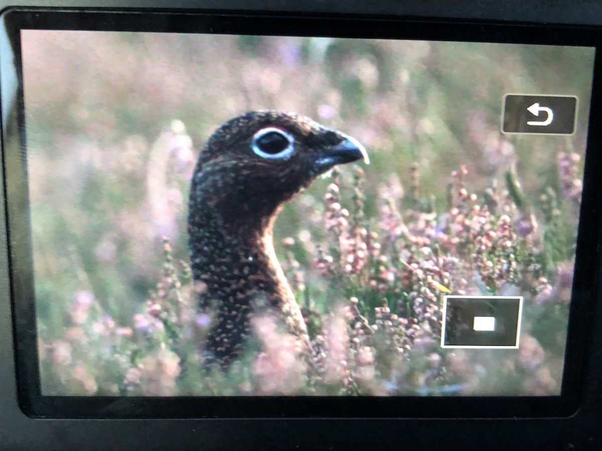 Willow Ptarmigan (Red Grouse) - ML623905166