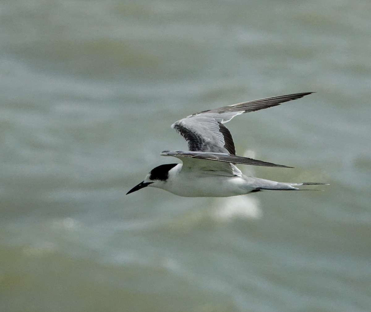 Common Tern (longipennis) - ML623905167