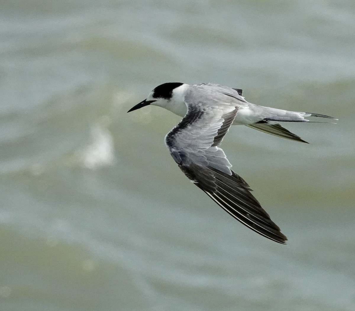 Common Tern (longipennis) - ML623905168