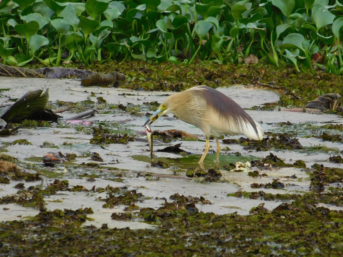 mangrovehegre - ML623905174