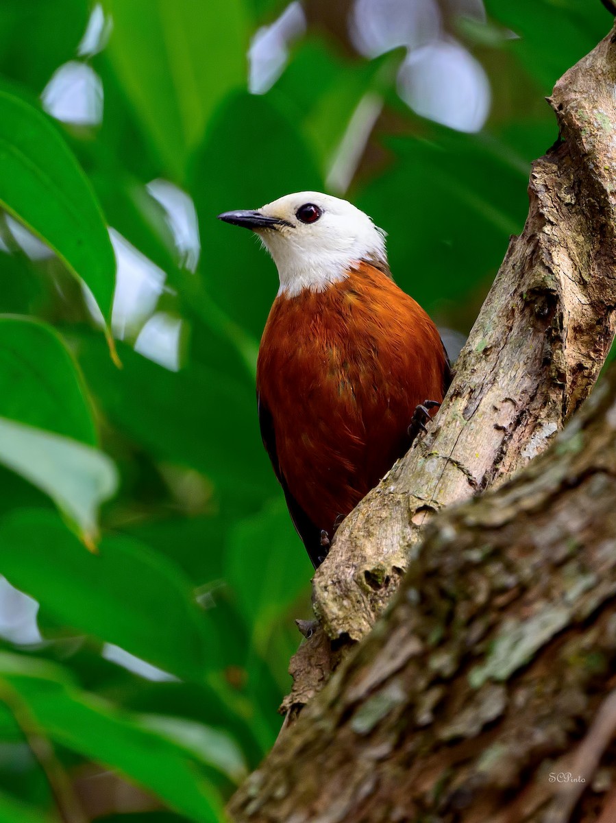 White-headed Robin-Chat - ML623905178