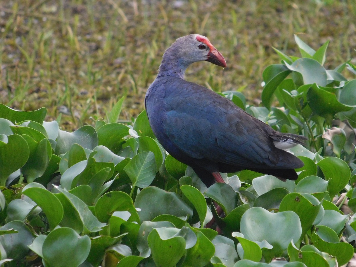 Gray-headed Swamphen - Chathura De Silva