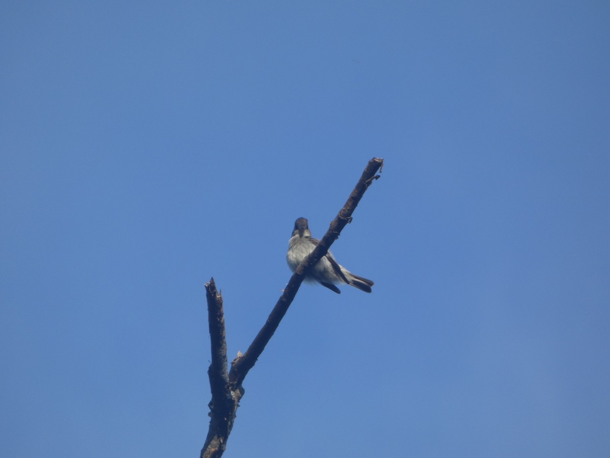 Olive-sided Flycatcher - ML623905189