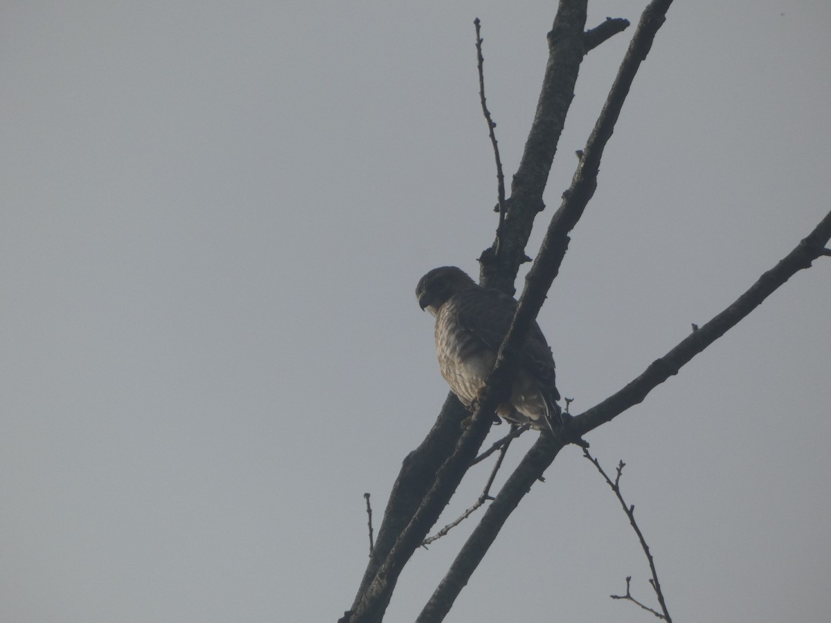 Broad-winged Hawk - Peter Wynnyk