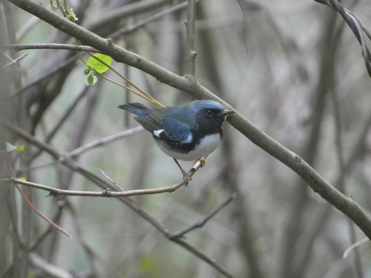 Black-throated Blue Warbler - ML623905196