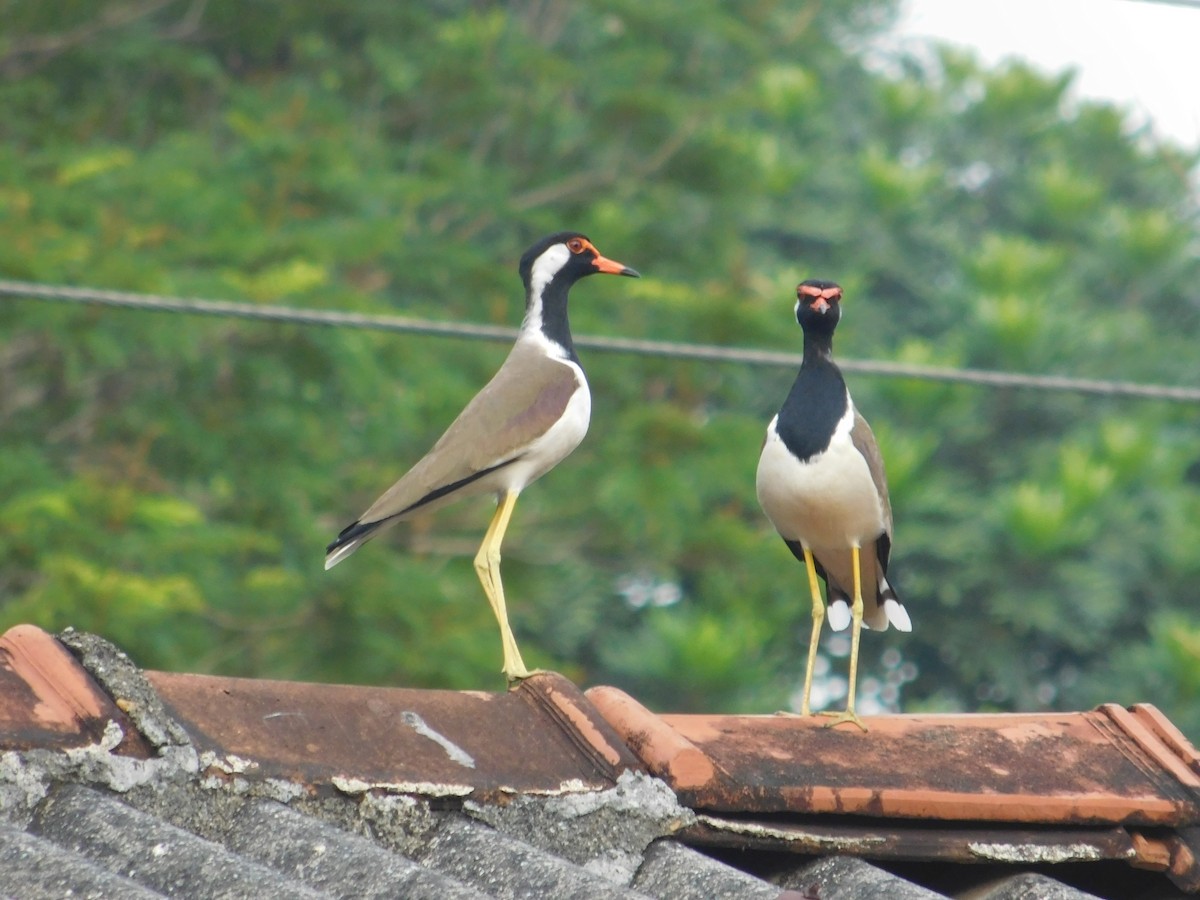 Red-wattled Lapwing - ML623905200