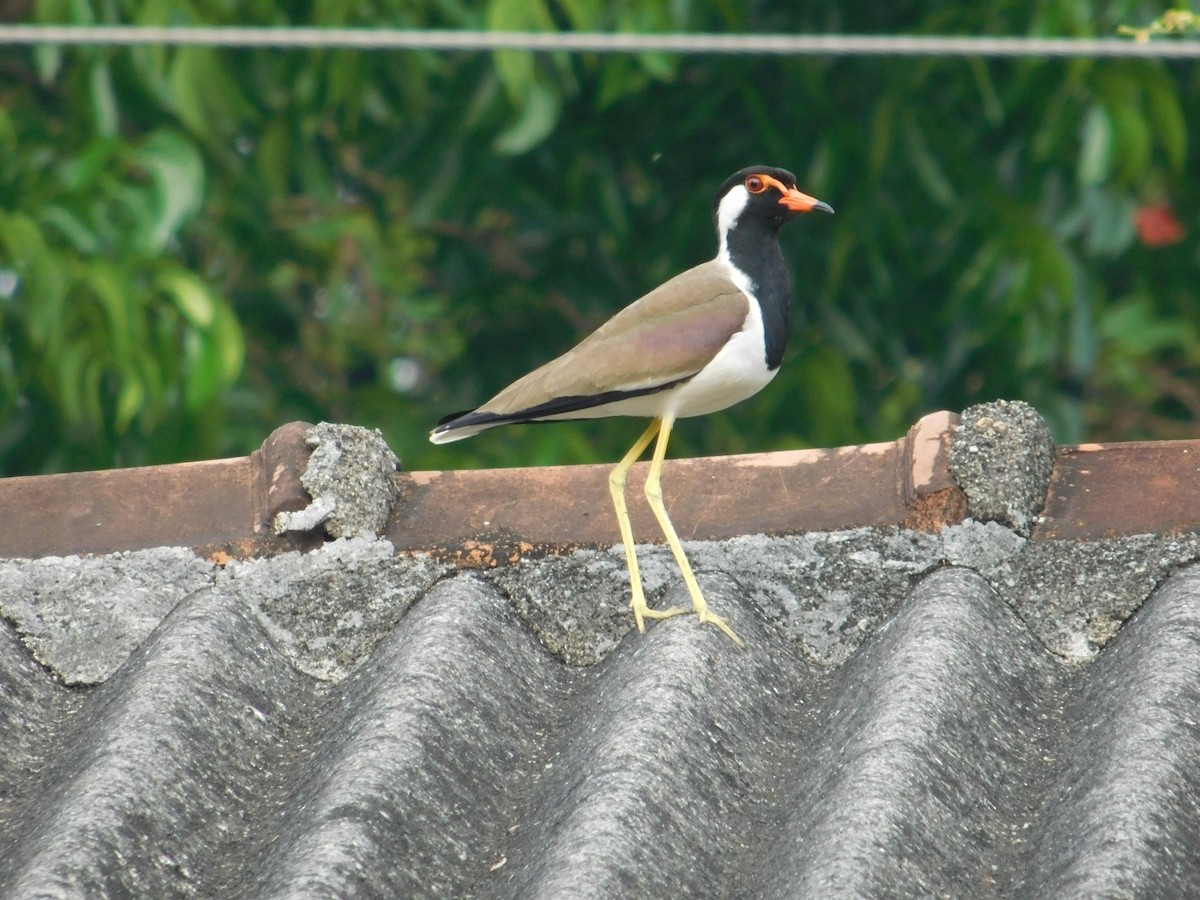 Red-wattled Lapwing - ML623905201