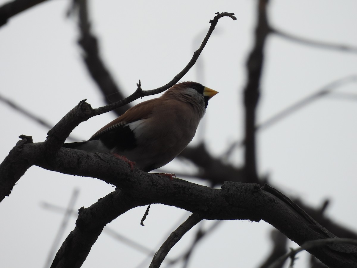 キバシキンセイチョウ（leucotis） - ML623905203