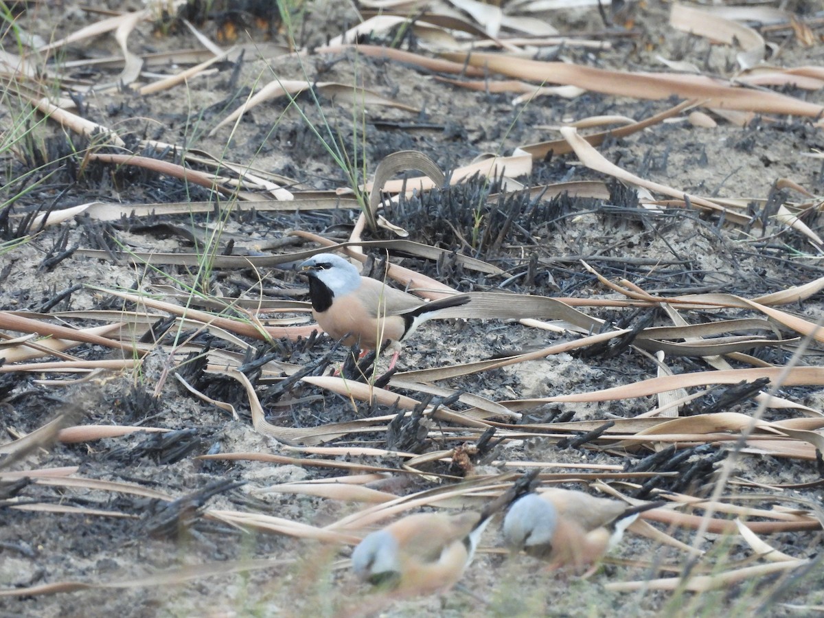 Black-throated Finch - Chanith Wijeratne