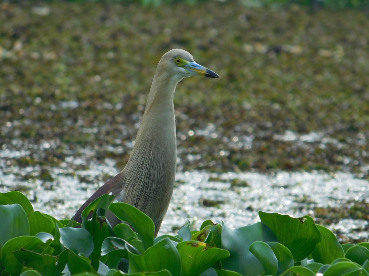 mangrovehegre - ML623905207