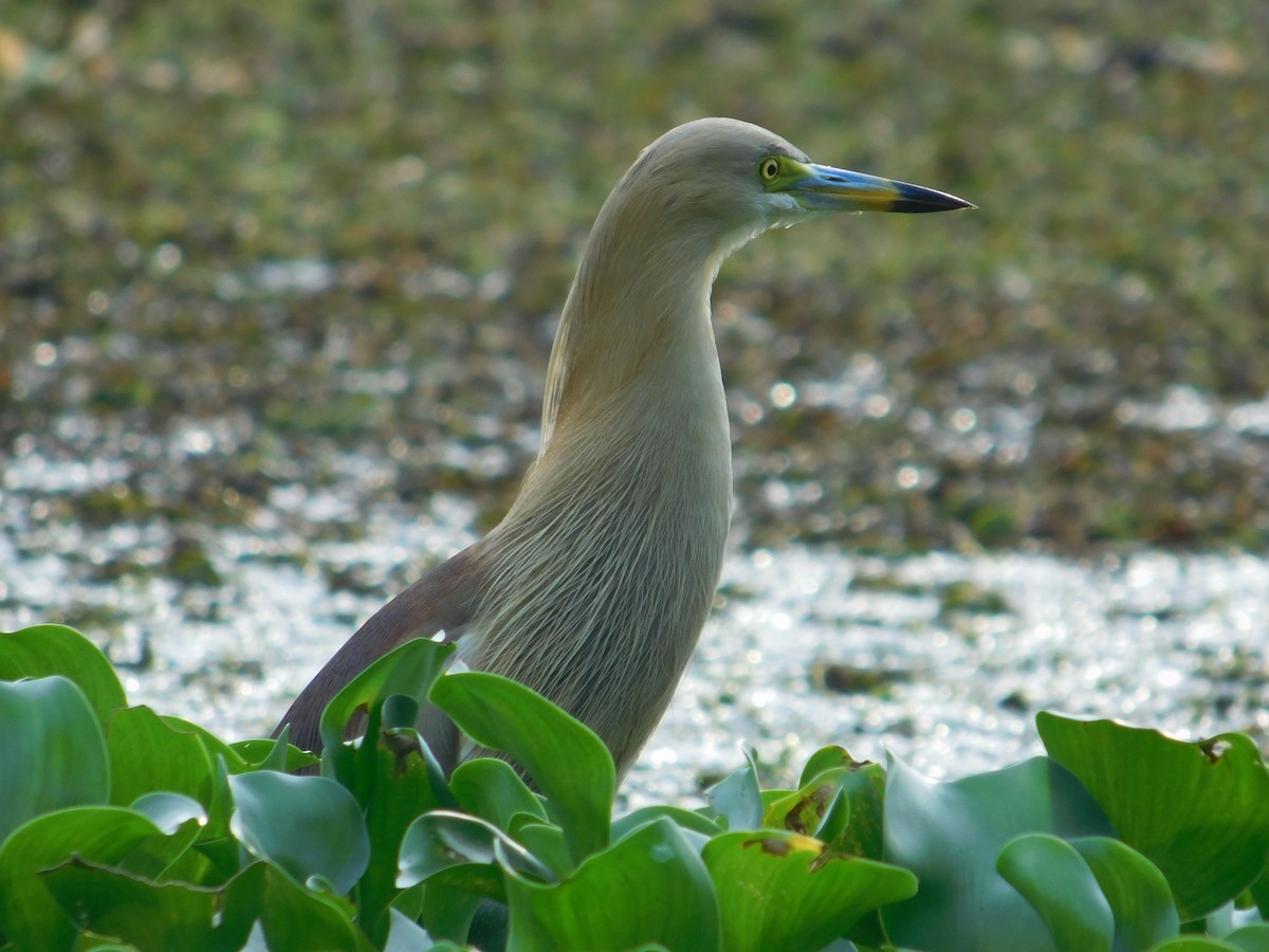 mangrovehegre - ML623905208