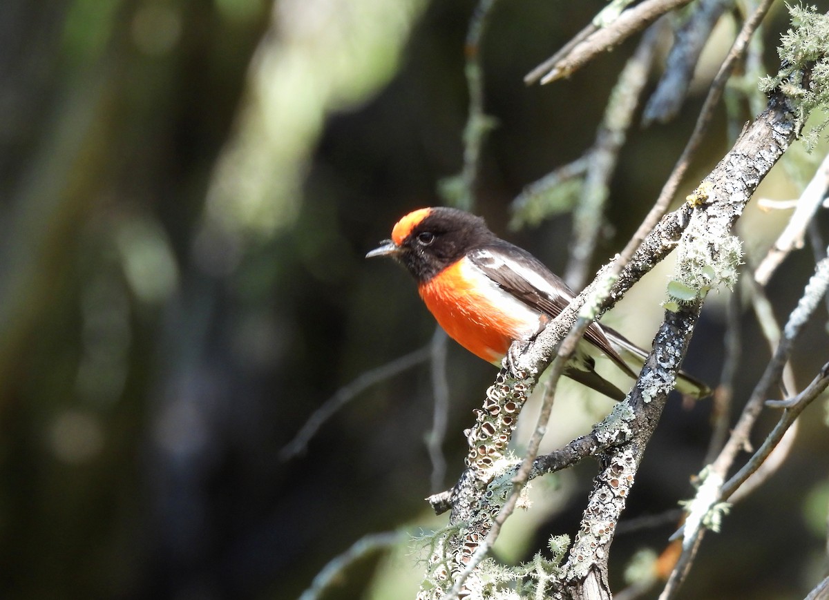 Red-capped Robin - ML623905209