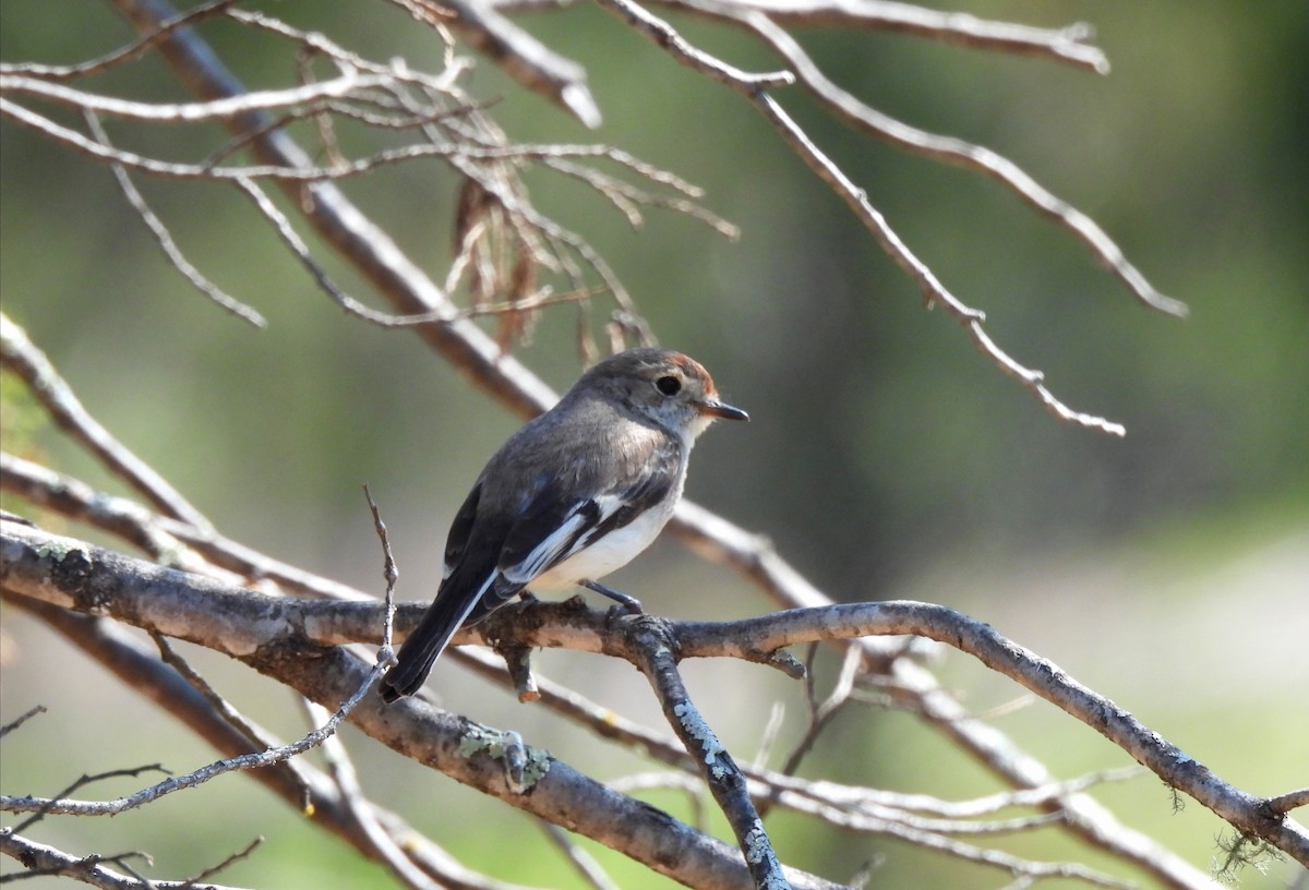 Red-capped Robin - ML623905210