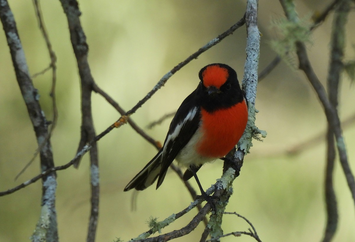 Red-capped Robin - ML623905212