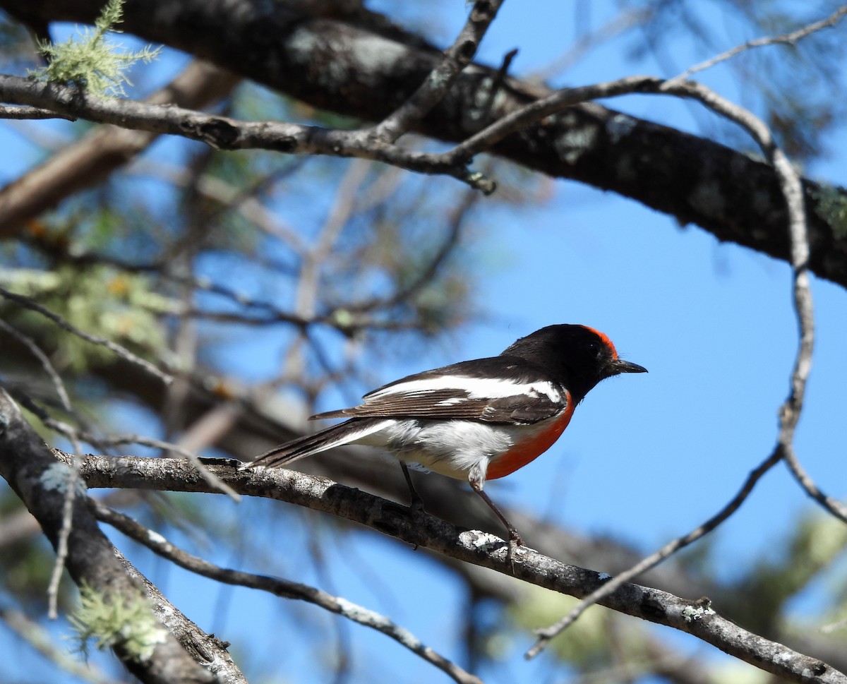 Red-capped Robin - ML623905213