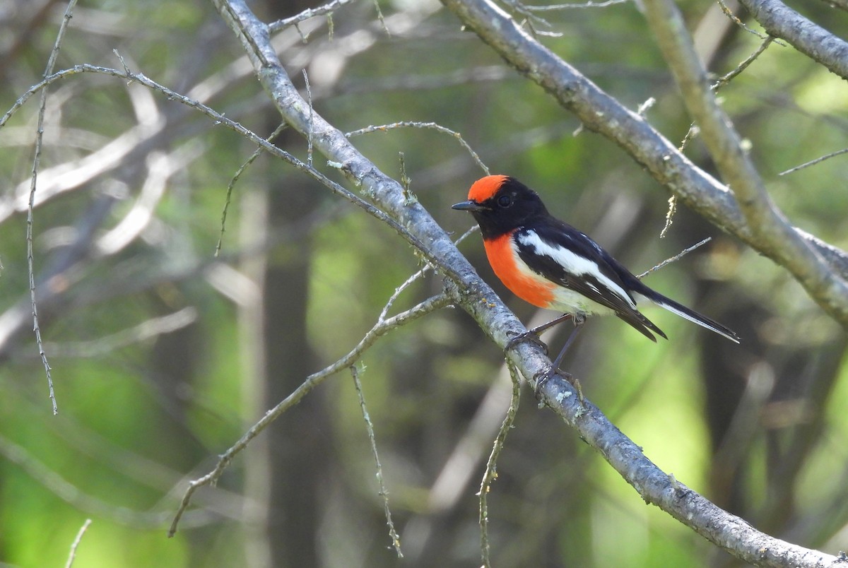 Red-capped Robin - ML623905214