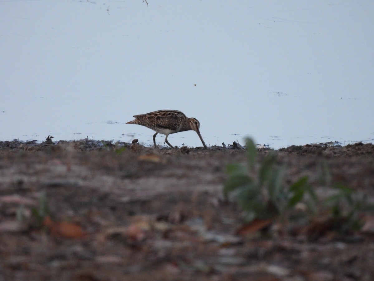 Latham's Snipe - ML623905217