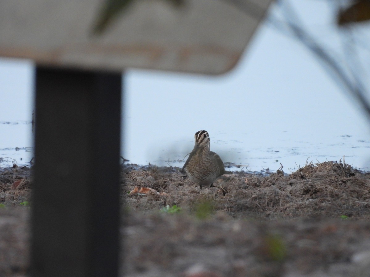 Latham's Snipe - ML623905218