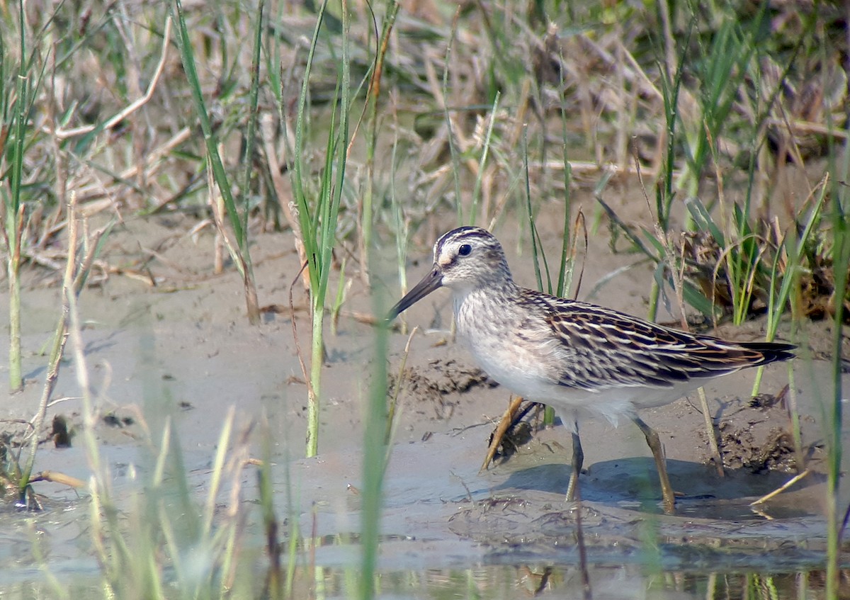 Broad-billed Sandpiper - ML623905221