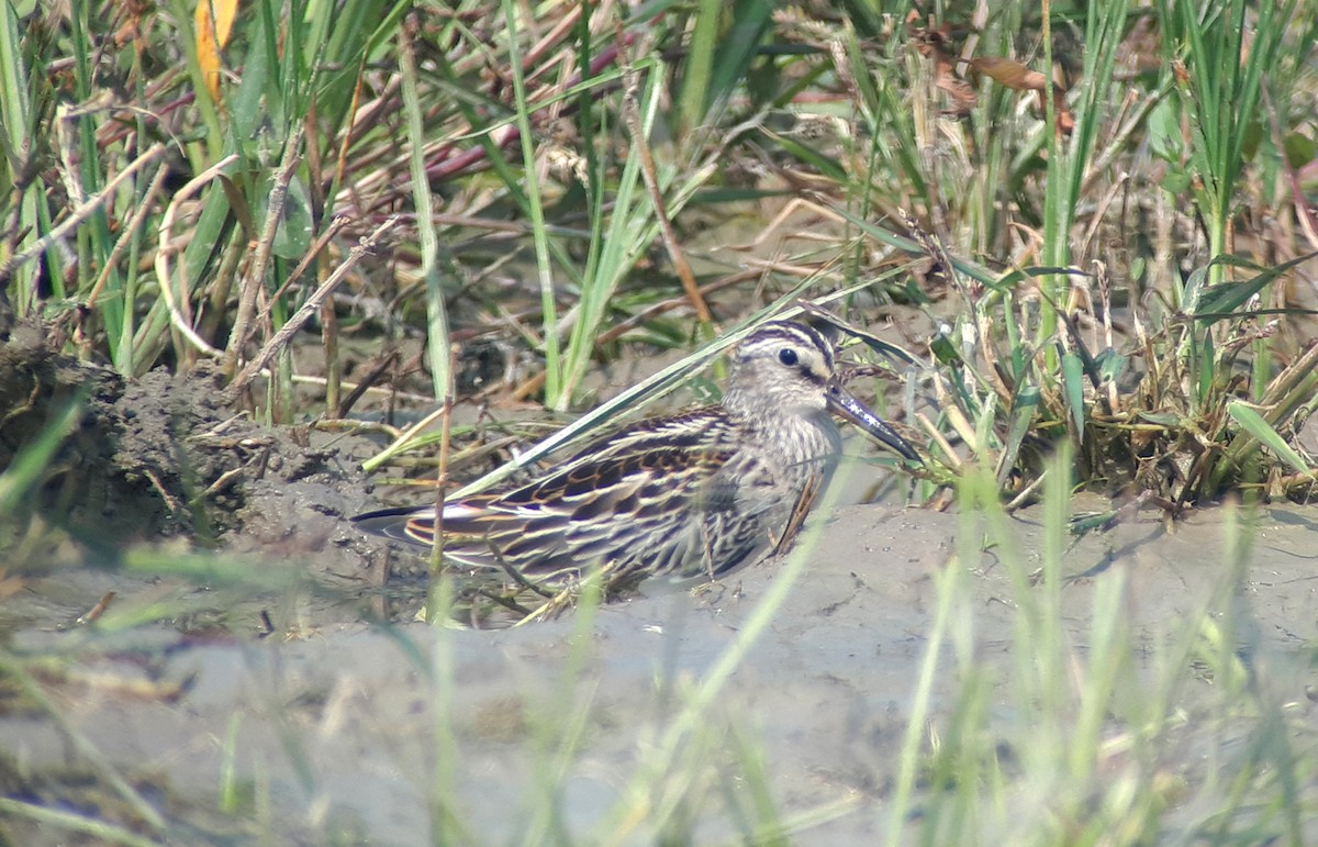 Broad-billed Sandpiper - ML623905222