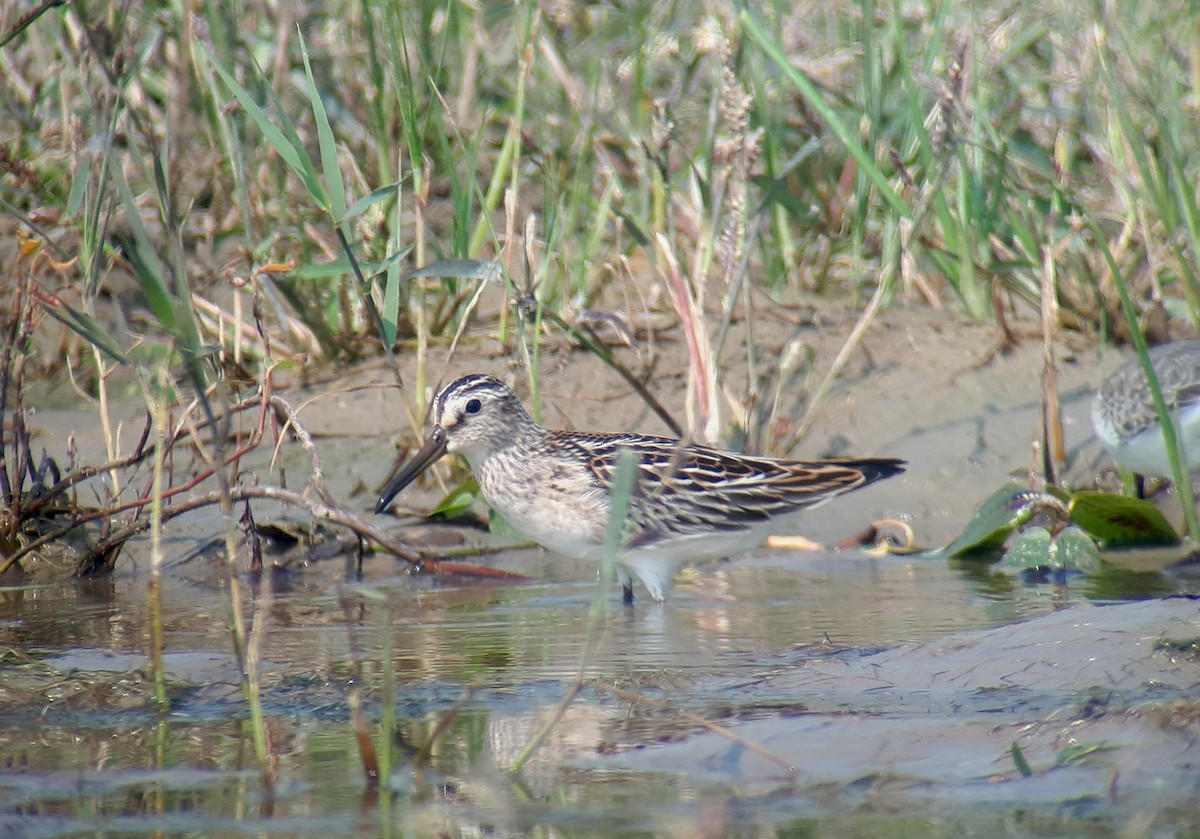 Broad-billed Sandpiper - ML623905224