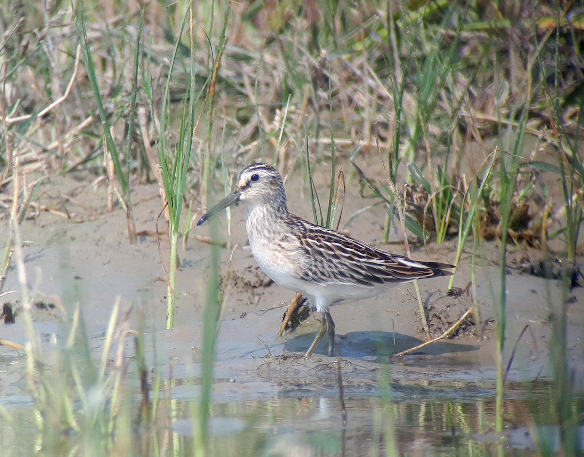 Broad-billed Sandpiper - ML623905225