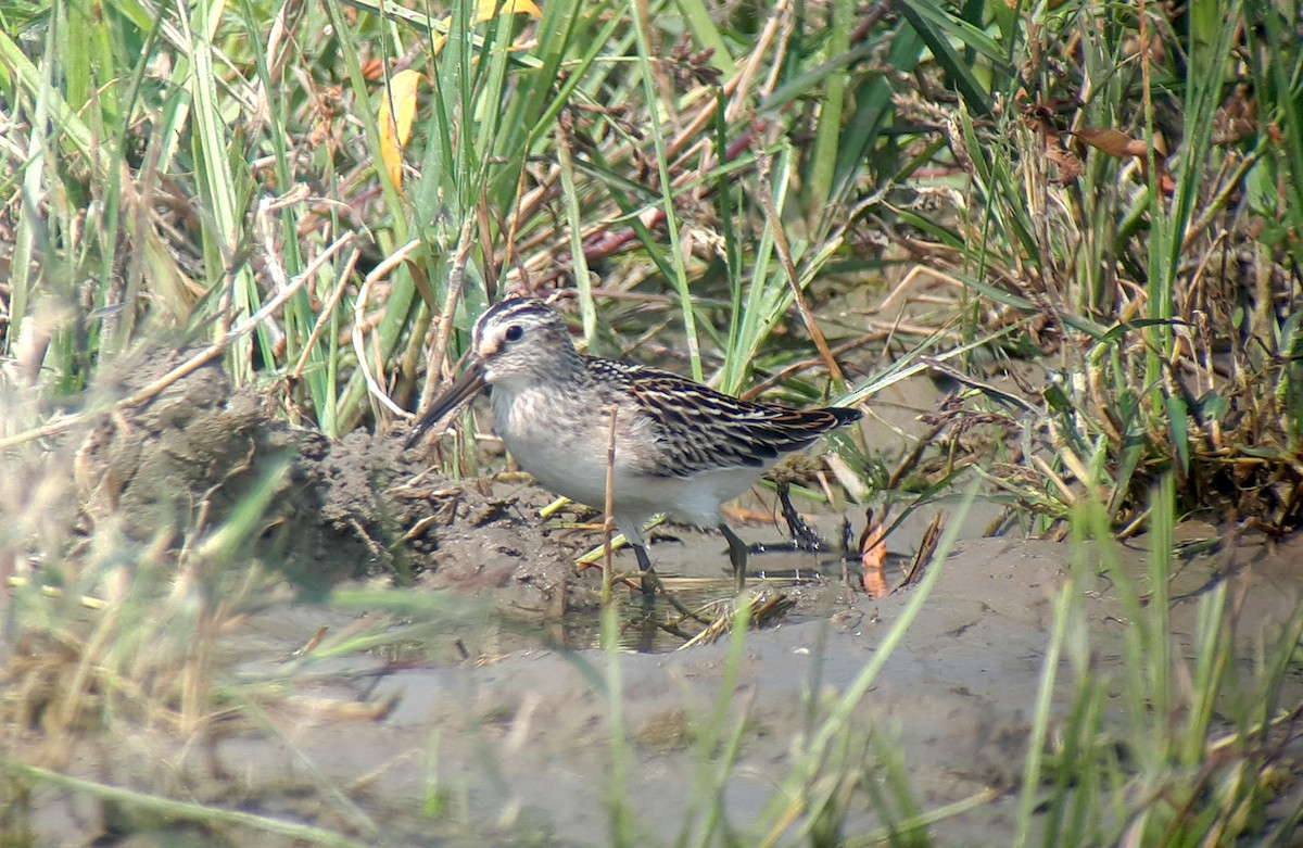 Broad-billed Sandpiper - ML623905226