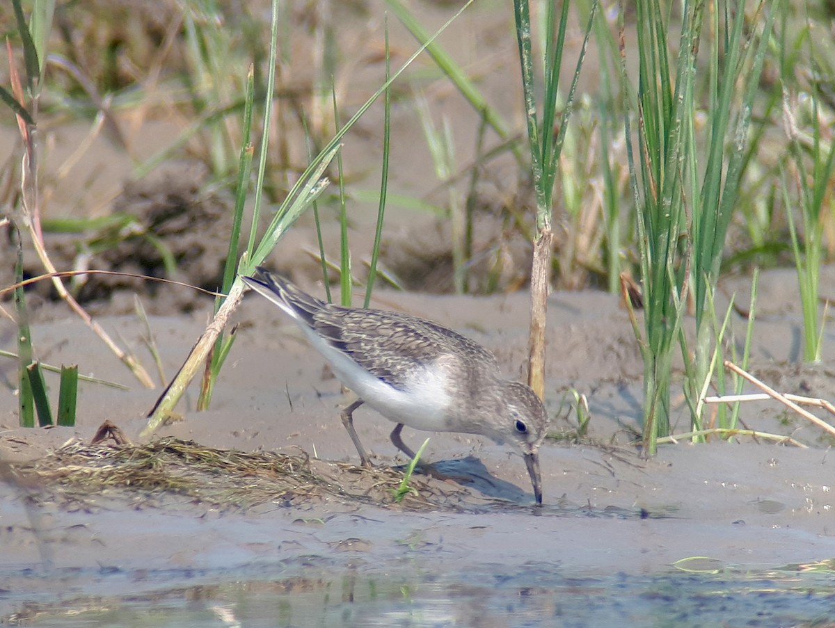 Temminck's Stint - ML623905228