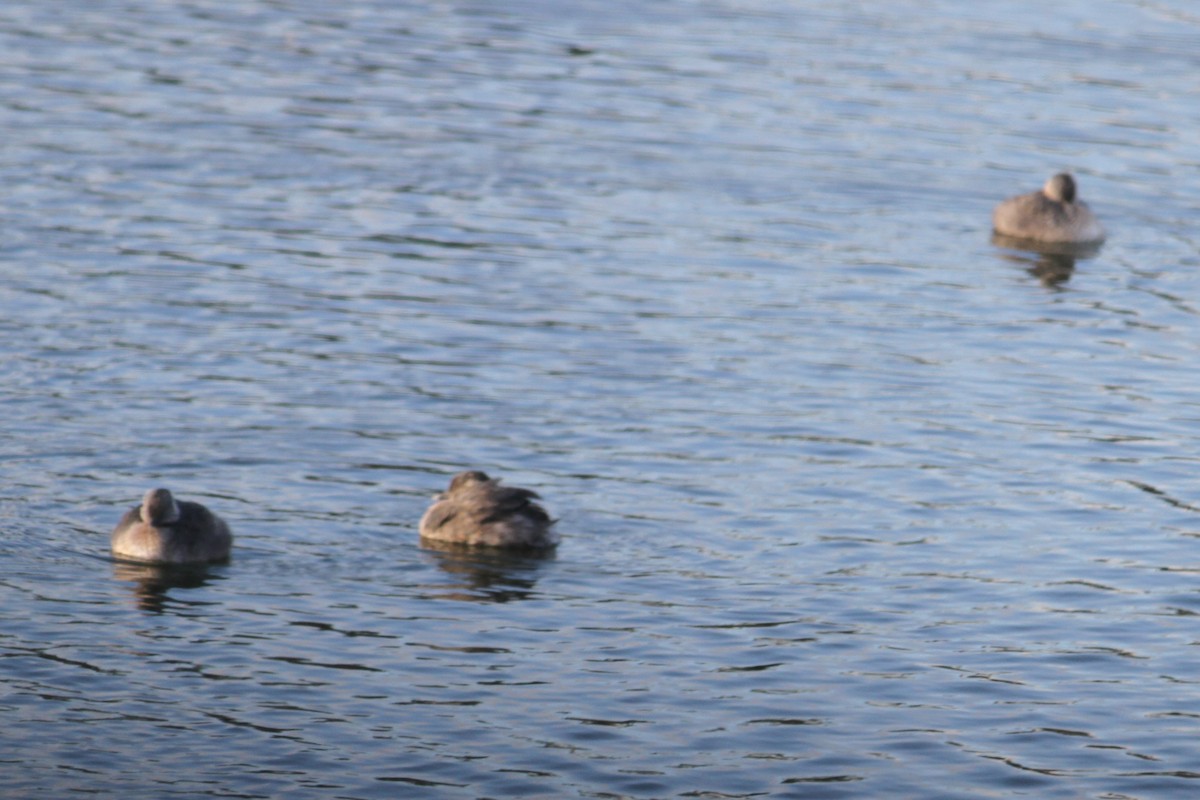 Hoary-headed Grebe - ML623905229