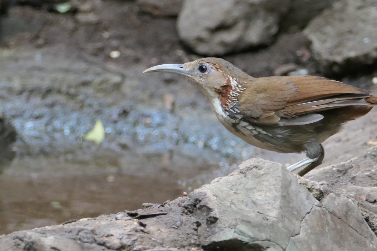 Large Scimitar-Babbler - ML623905230