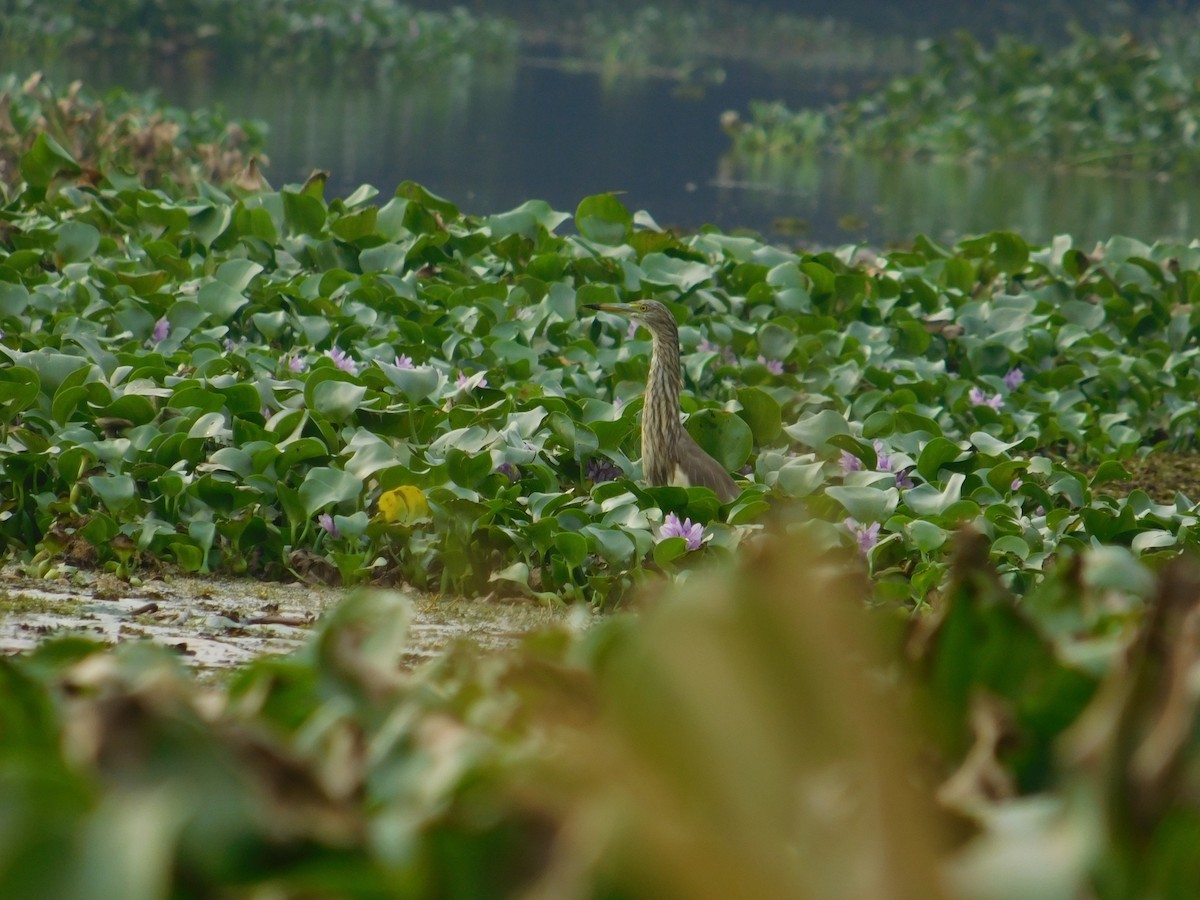 Indian Pond-Heron - ML623905231