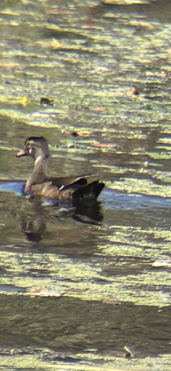 Wood Duck - William Custer