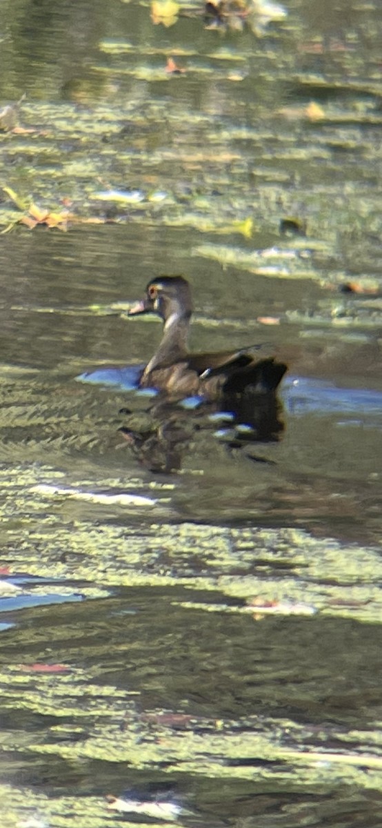 Wood Duck - ML623905242