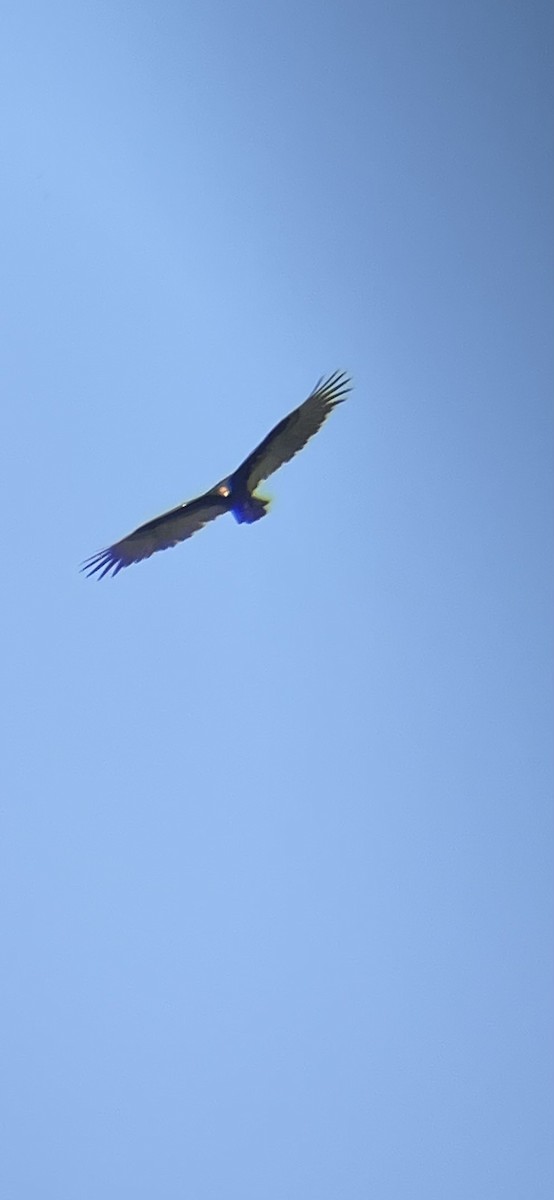 Turkey Vulture - ML623905254