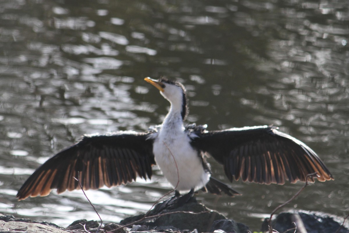 Little Pied Cormorant - ML623905256