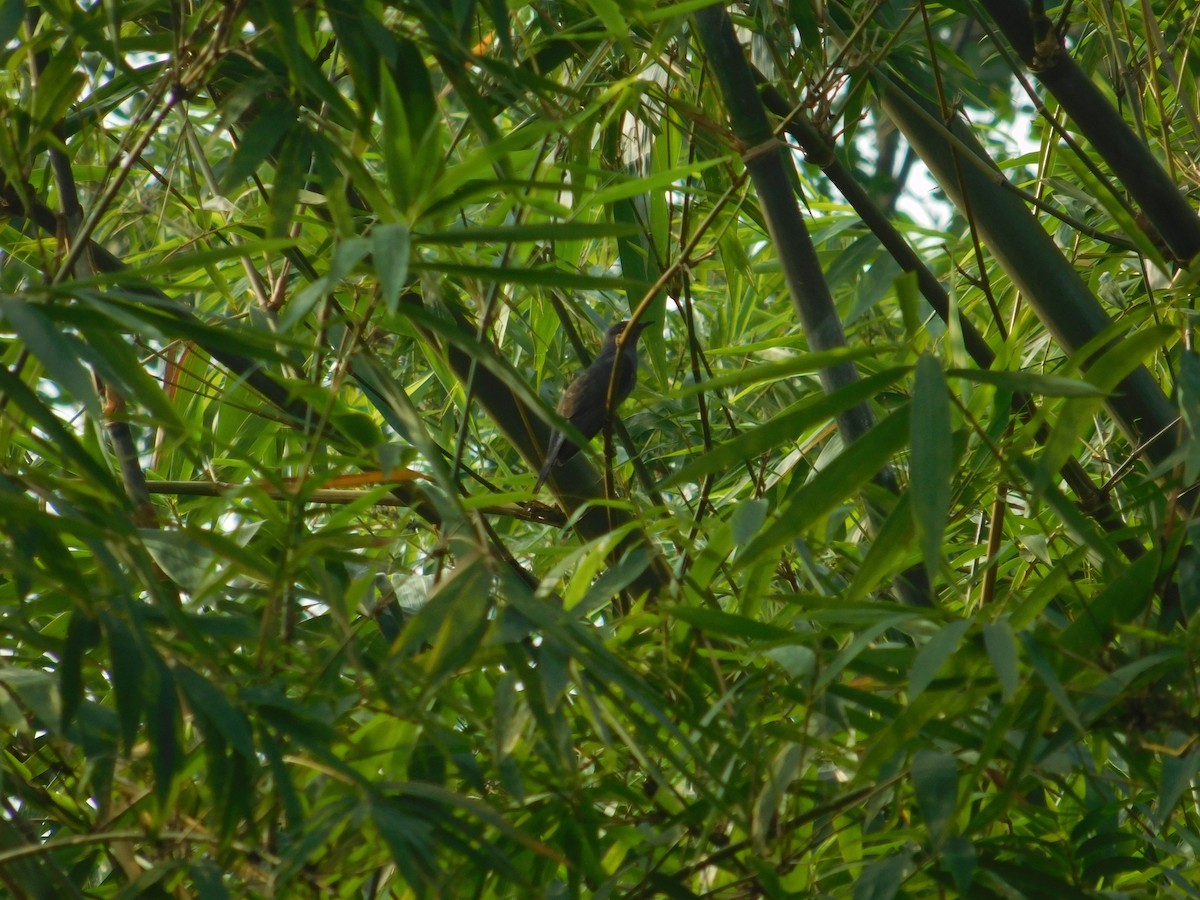 Gray-bellied Cuckoo - ML623905267