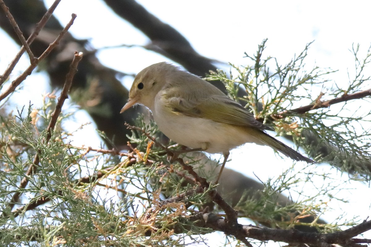 Western Bonelli's Warbler - ML623905268