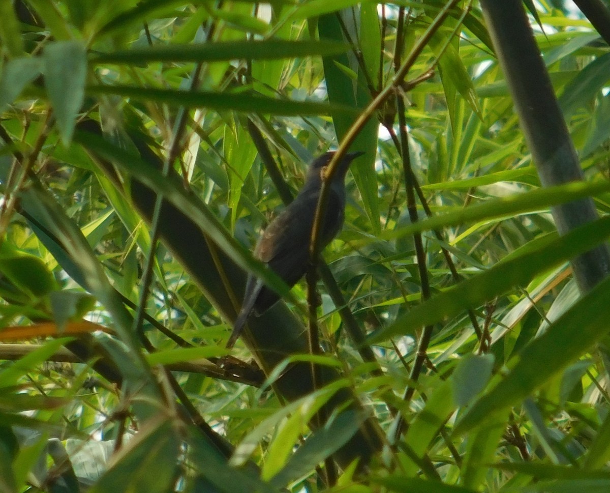 Gray-bellied Cuckoo - ML623905269