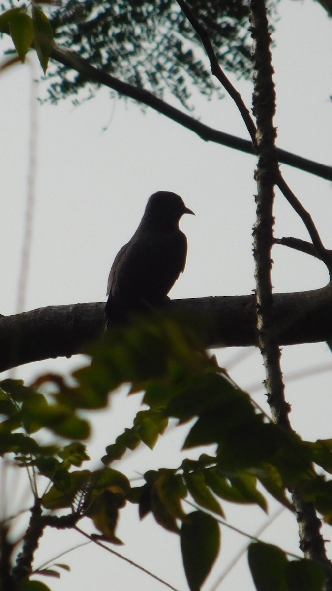 Gray-bellied Cuckoo - ML623905270