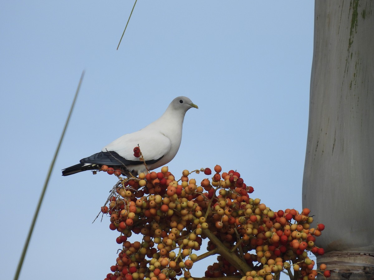 Torresian Imperial-Pigeon - ML623905305