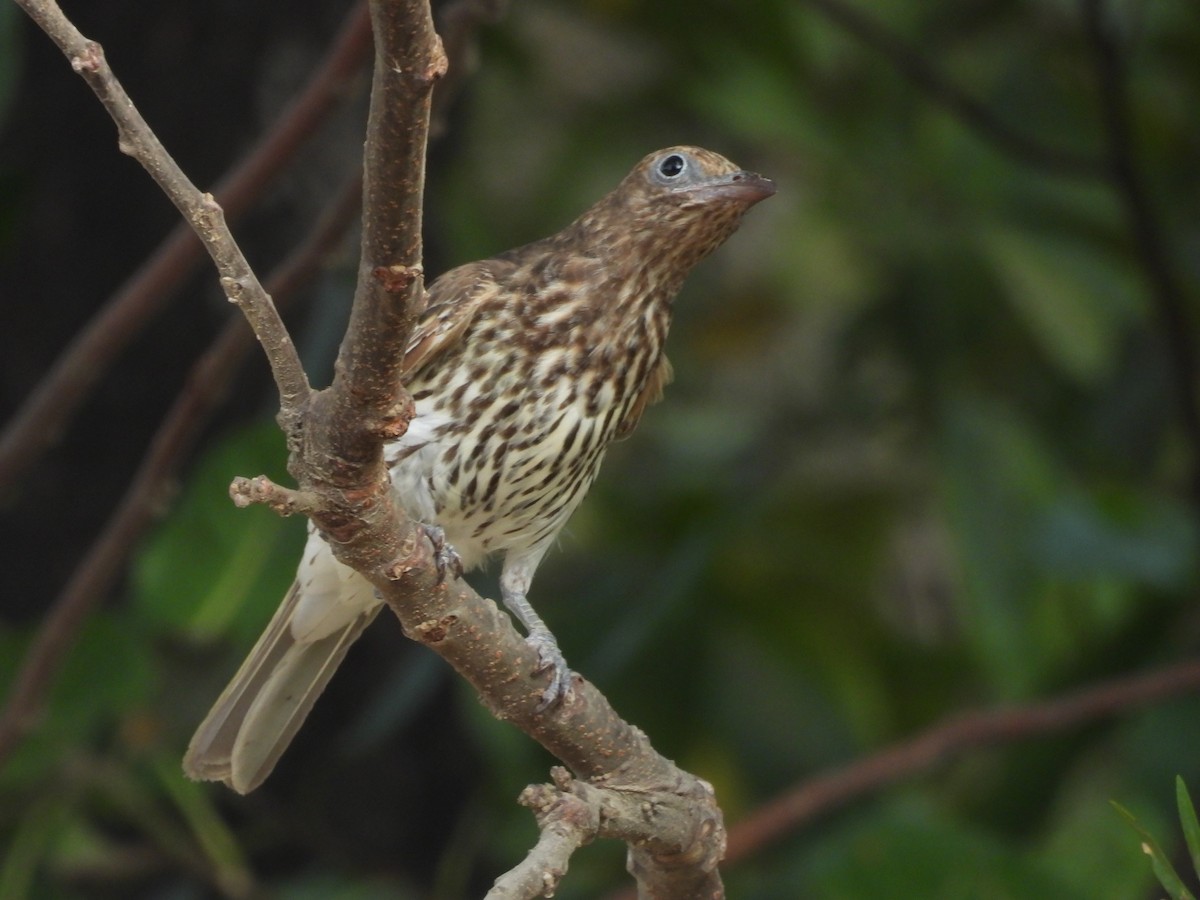 Australasian Figbird - ML623905307